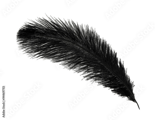 Beautiful black bird feather isolated on white photo