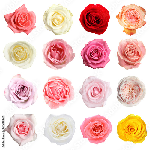 Wallpaper Mural Many beautiful roses isolated on white, set Torontodigital.ca