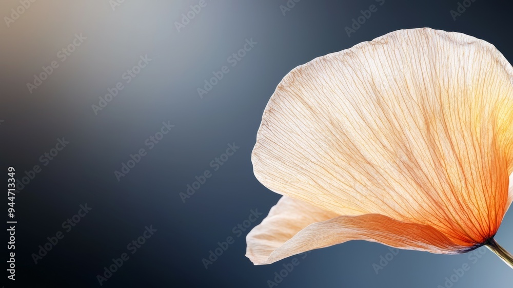 A close up of a flower petal with a blue background A close up of a flower petal with a blue background
