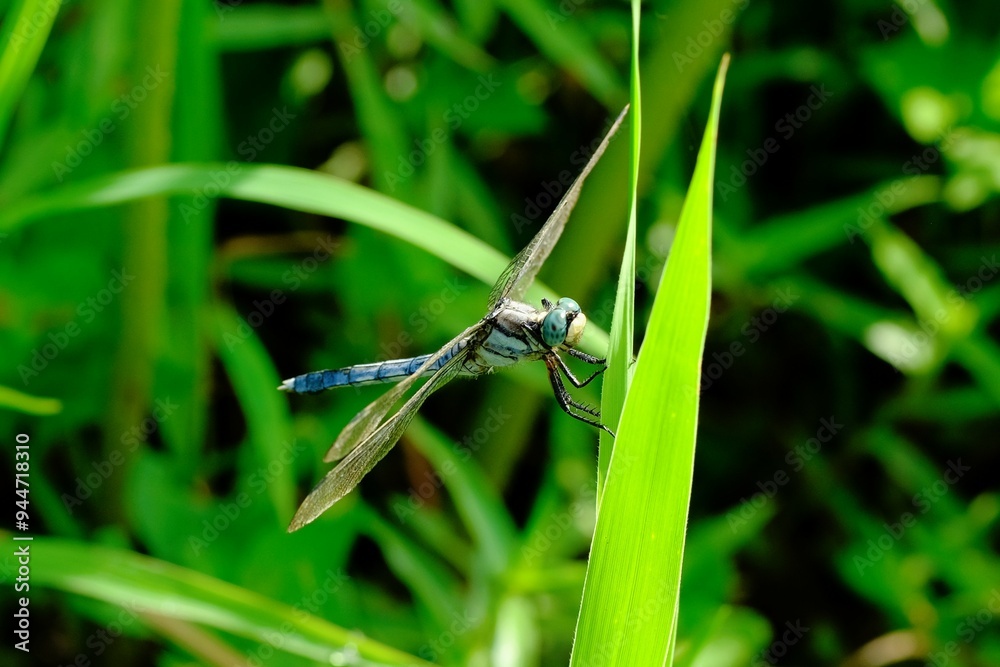 A white-tailed skimmer resting on grass A white-tailed skimmer resting on grass