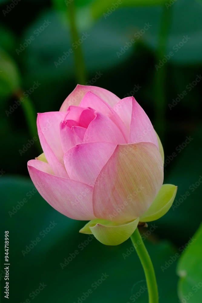 Landscape with lotus flower buds Landscape with lotus flower buds