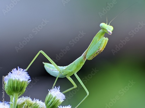 Foto praying mantis on an ageratum conyzoides flower