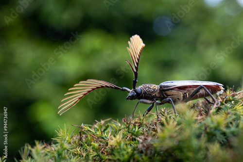 Cyriopalus wallacei or long horn beetle native to southeast asian tropical rainforest for rare and exotic diversity insect and pest in nature