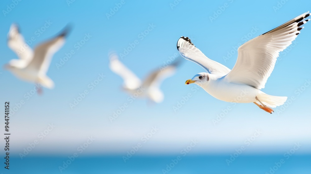 Fototapeta premium Three seagulls flying in the sky above the ocean