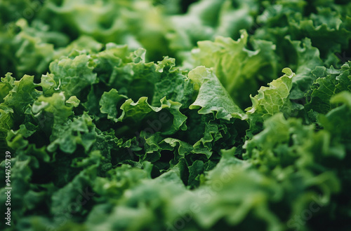 close up of green salad leaves