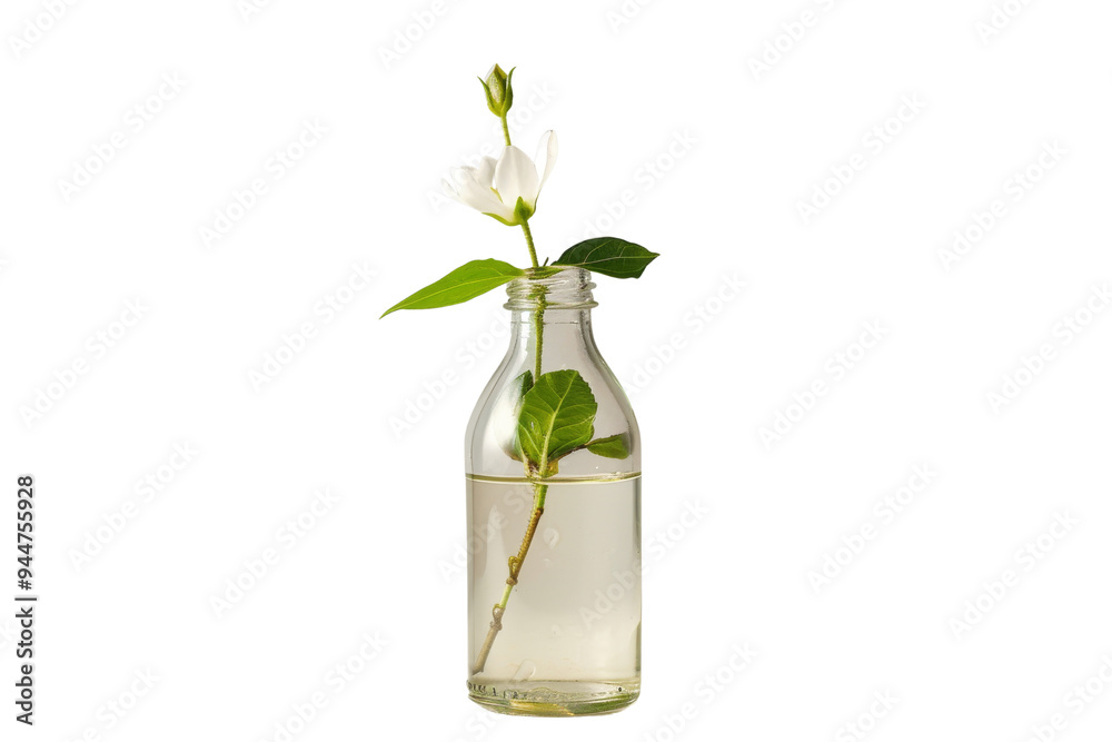 White flower in a glass bottle White flower in a glass bottle