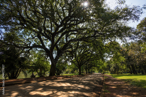 Serene Walkway beneath the Trees in Ibirapuera Park - São Paulo, Brazil photo