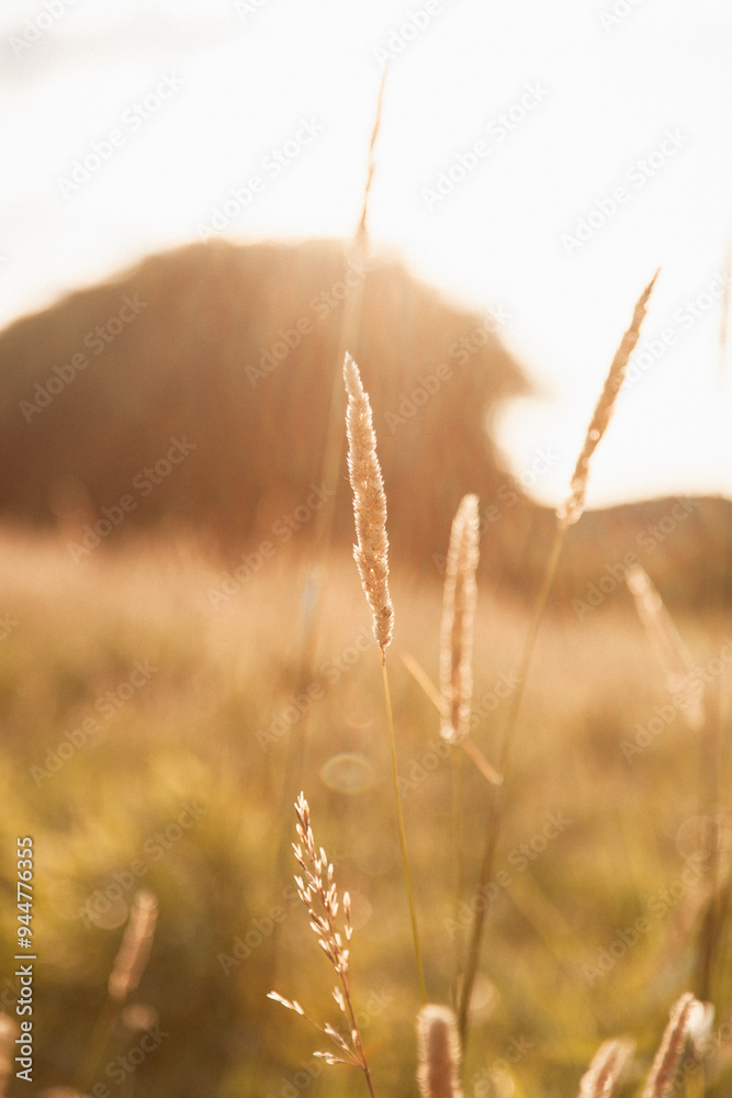 Obraz premium field of wheat