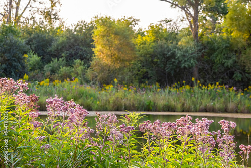 Joe Pye Weed blooming along a small pond in the autumn with trees with golden leaves in the background.  photo