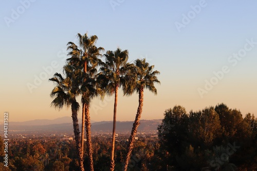 Palm Trees over Pasadena photo