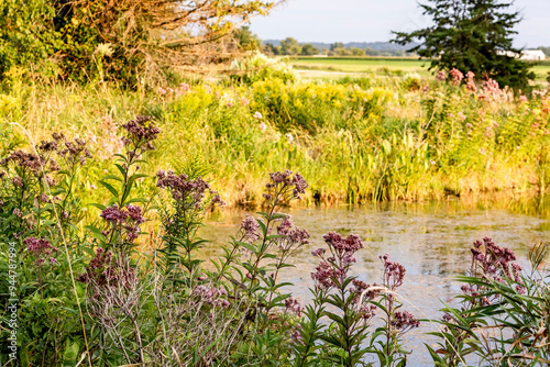 Fényképezés Blooming Joe Pye Weed on a pond in the shade with sedges, rushes, and goldenrod and the countryside in the background