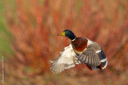 Fotografie Drake Mallard Flushes From Marsh Pond