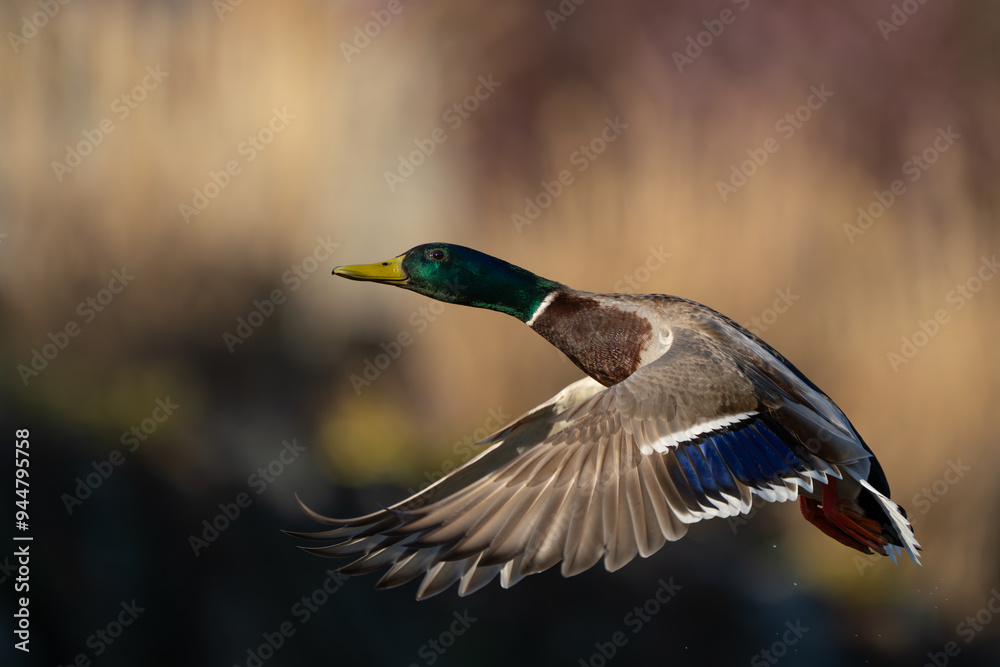 Obraz premium Drake Mallard Flushes From Marsh Pond