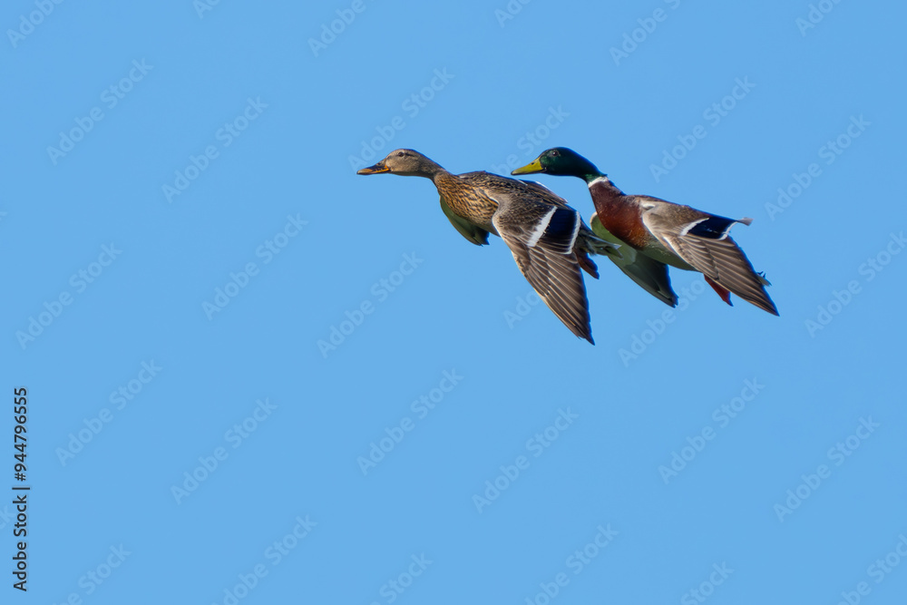 Obraz premium Pair of Mallard Ducks in Synchronized Flight
