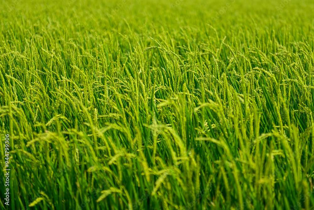Obraz premium green wheat field