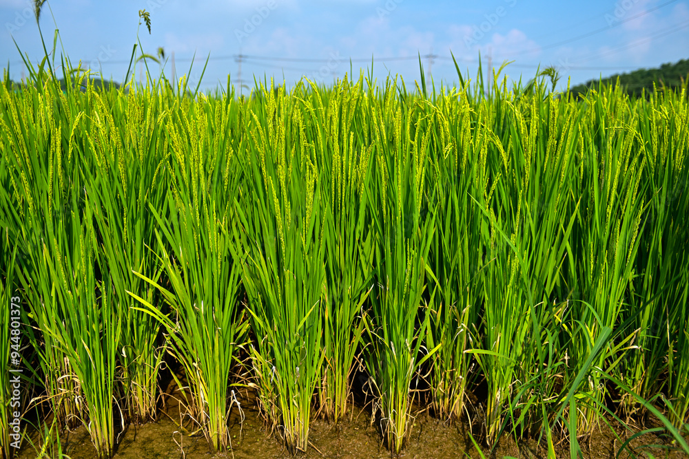 Obraz premium green wheat field