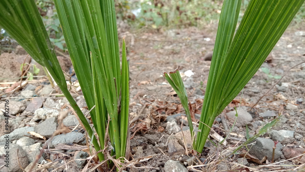 Salak tree shoots grow on the ground