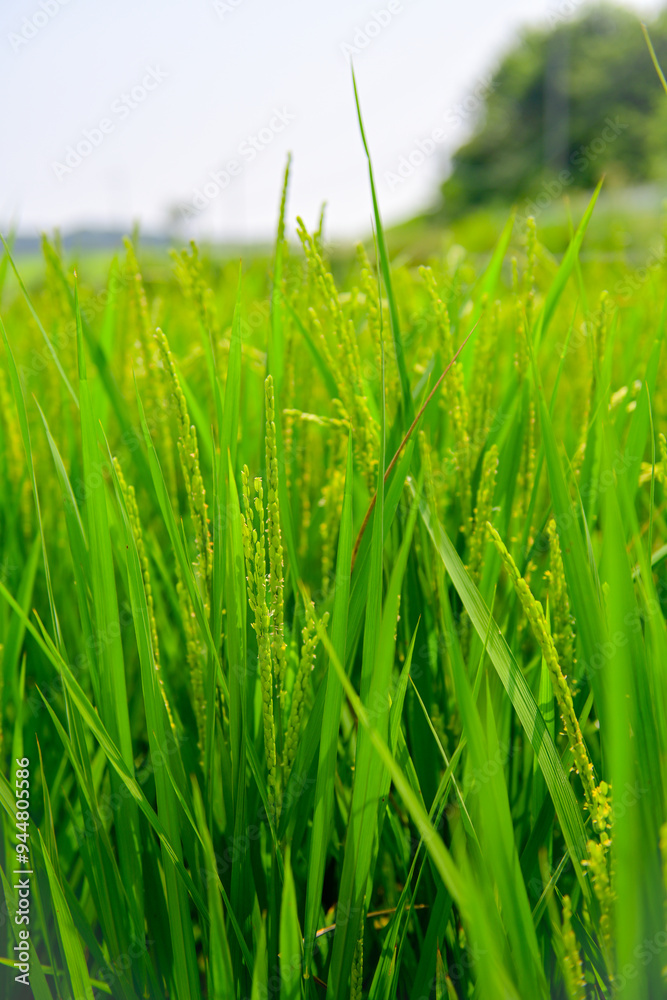 Obraz premium green wheat field