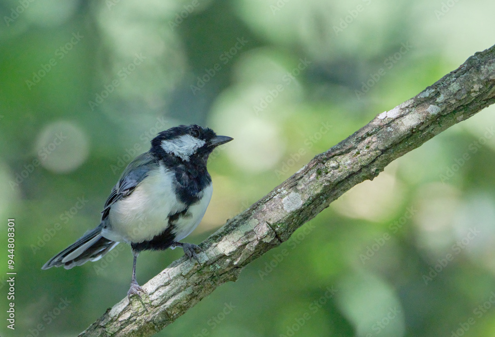 枝に留まる可愛いシジュウカラ 枝に留まる可愛いシジュウカラ