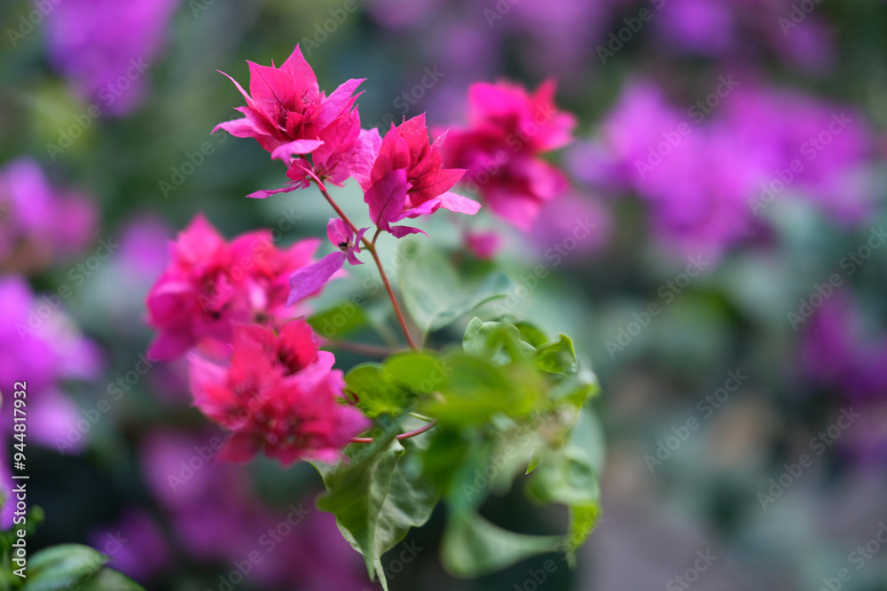 Fototapeta premium Bougainvillea or often called paper flowers grow as ornamental plants with bright colors and unique flower shapes and variations in purple, orange, pink, yellow, blue and white.