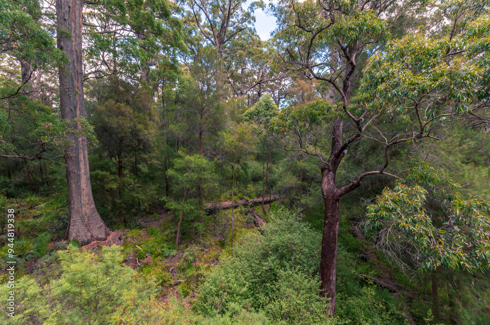 Valley of the Giants, Denmark, Western Australia. Dense forest featuring towering eucalyptus trees and rich undergrowth. A snapshot of lush, natural environment in this iconic Australian wildernes. Valley of the Giants, Denmark, Western Australia. Dense forest featuring towering eucalyptus trees and rich undergrowth. A snapshot of lush, natural environment in this iconic Australian wildernes.