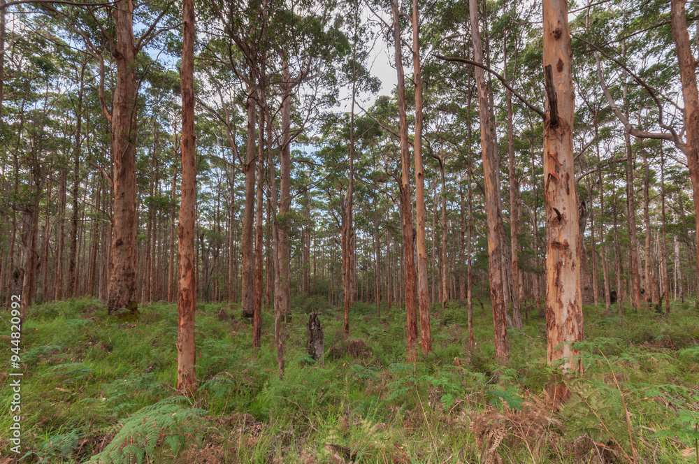 Naklejka premium Eucalyptus forest in Western Australia, ideal for pulpwood production. Tall trees with uniform trunks rise from dense undergrowth, making area suitable for sustainable forestry and pulp industry use.