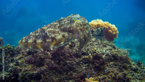 Fototapeta Naklejka Na Ścianę i Meble -  cuttlefish camouflage to hide in coral 

