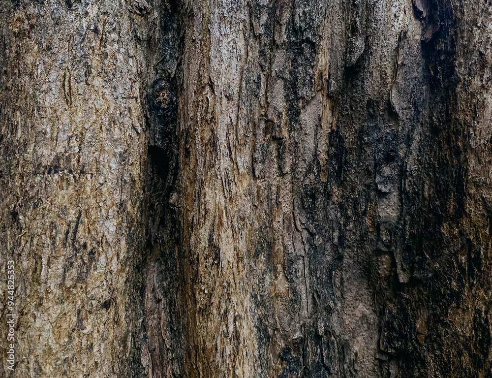 Bark old wood tree texture background.