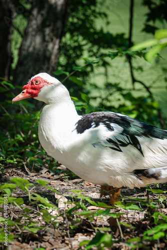 duck in the garden