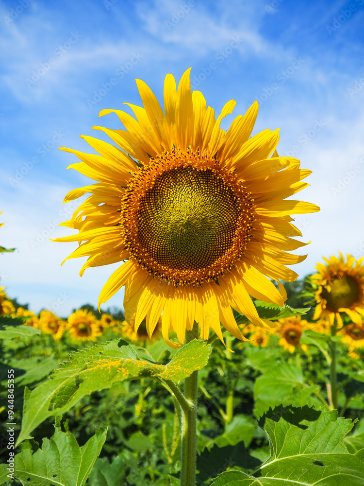 Close-up of Sunflower with the blue sky and nature background.
