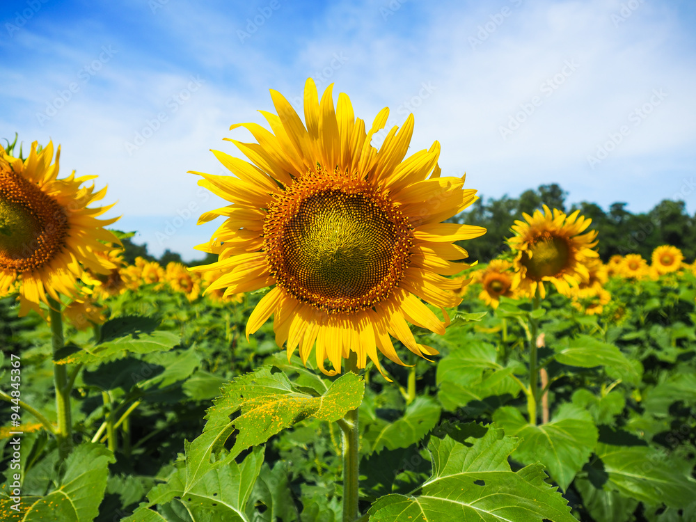 Close-up of Sunflower with the blue sky and nature background.