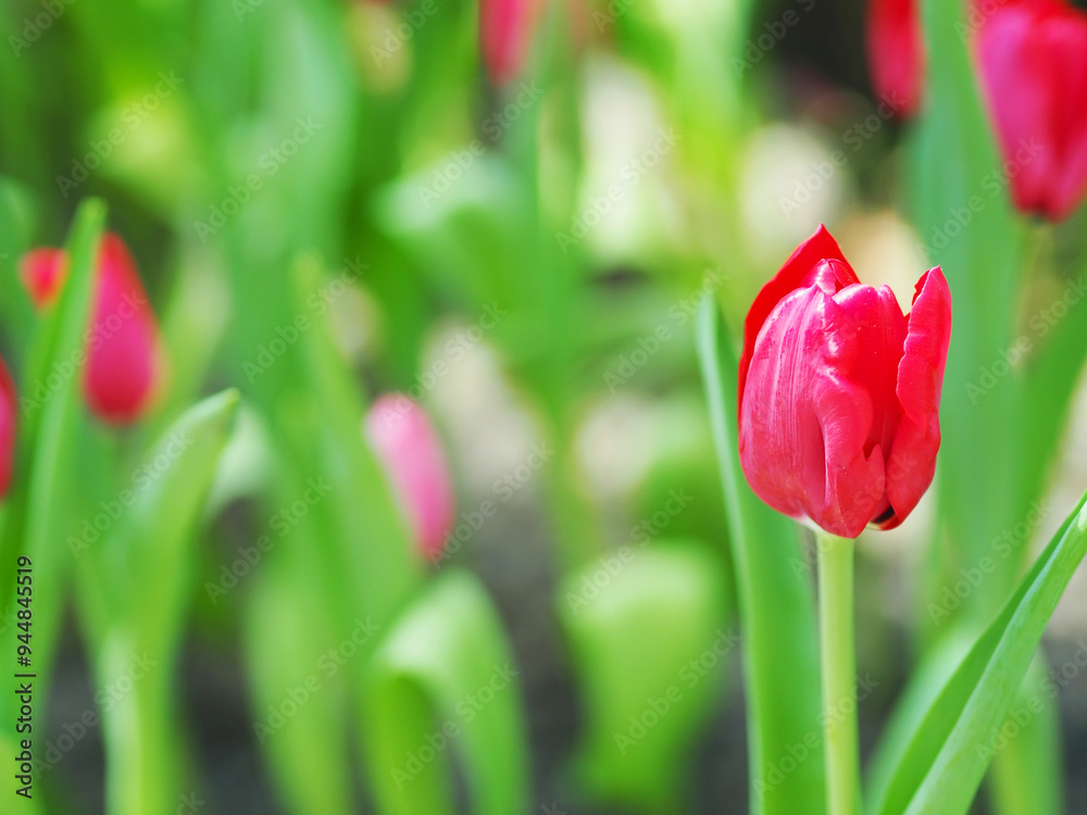 Close-up of Tulip flower with the nature background.
