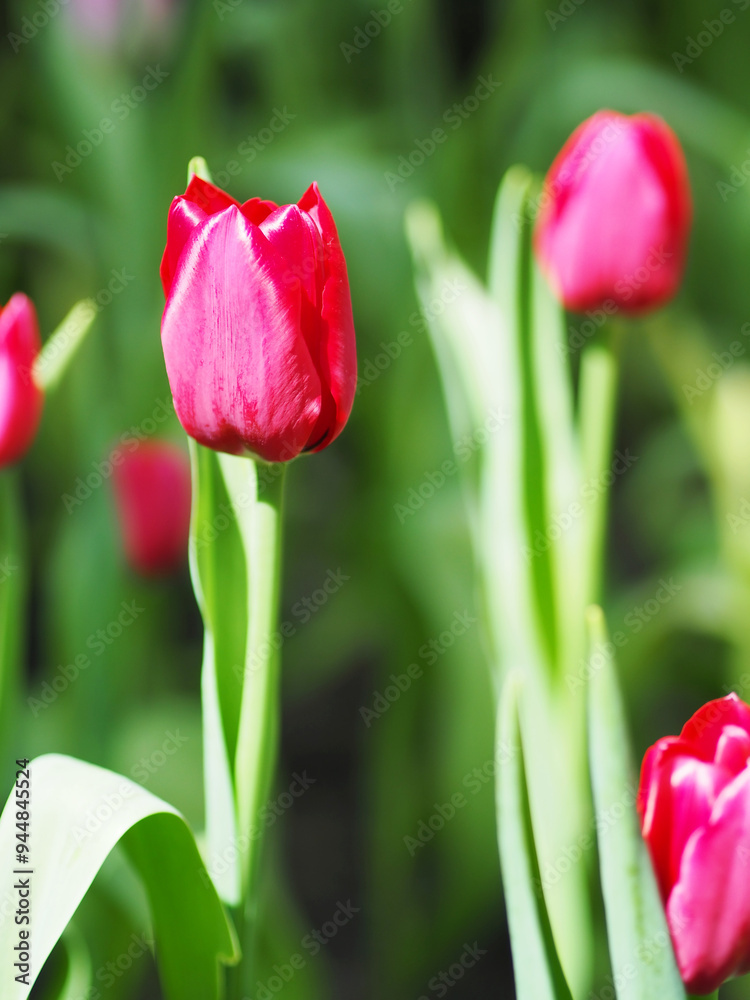 Close-up of Tulip flower with the nature background.