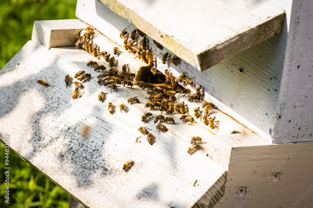 Honeybees close up at beehive entrance working