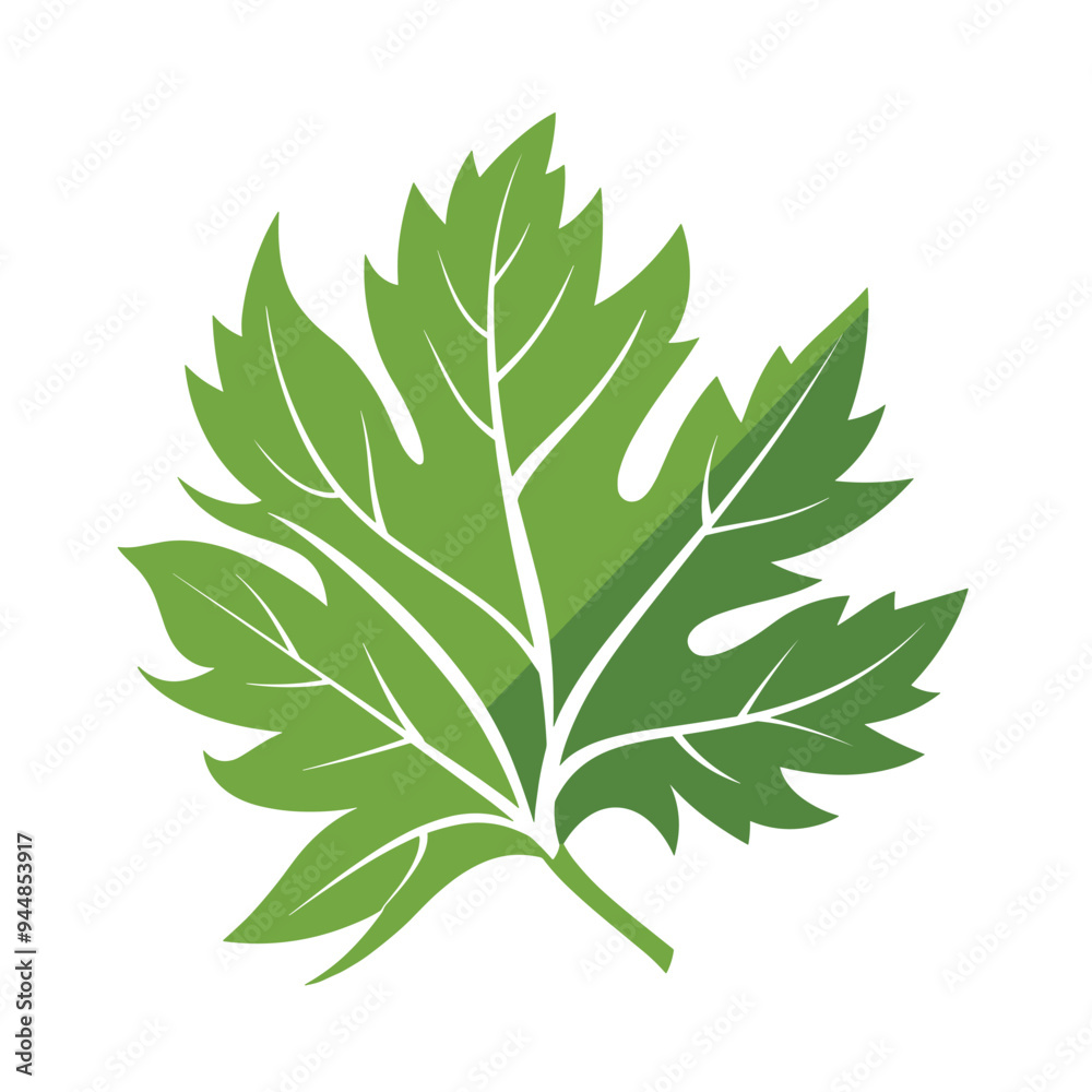 Graphic illustration of a green leaf with a white background. Graphic illustration of a green leaf with a white background.