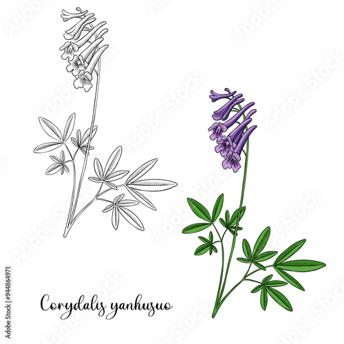 Tableau sur toile vector drawing flower of Chinese poppy of Yan Hu Sou, Corydalis yanhusuo, herb o