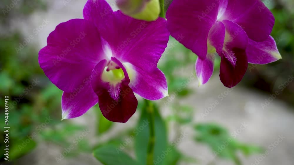 Dendrobium Orchid Bud to Flower shift-focus extreme close-up-4 Shot by Sony alpha 6400 Dendrobium Orchid Bud to Flower shift-focus extreme close-up-4 Shot by Sony alpha 6400