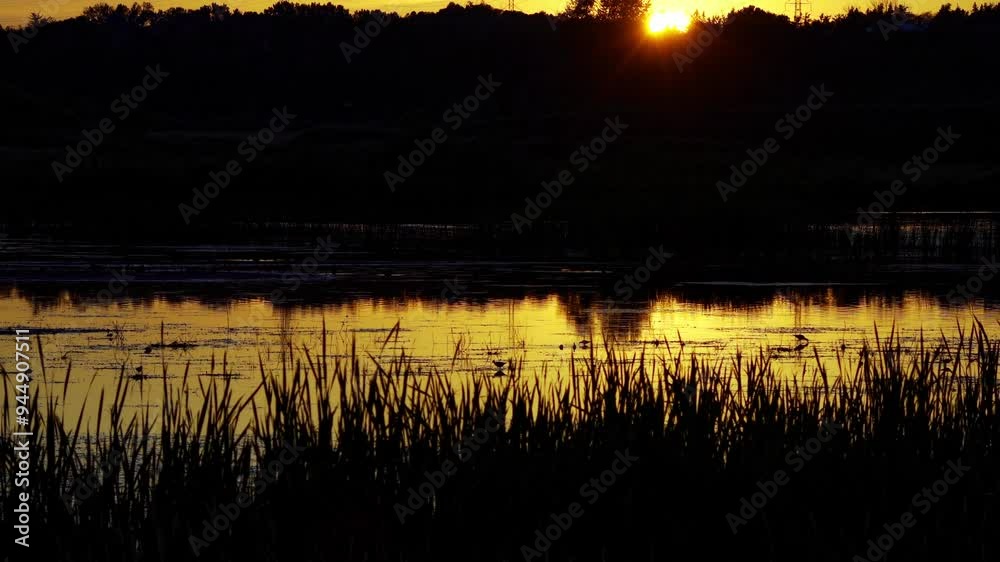 Wetland Birds Swimming and Foraging at Sunset with Orange Reflections on a Serene Lake Wetland Birds Swimming and Foraging at Sunset with Orange Reflections on a Serene Lake