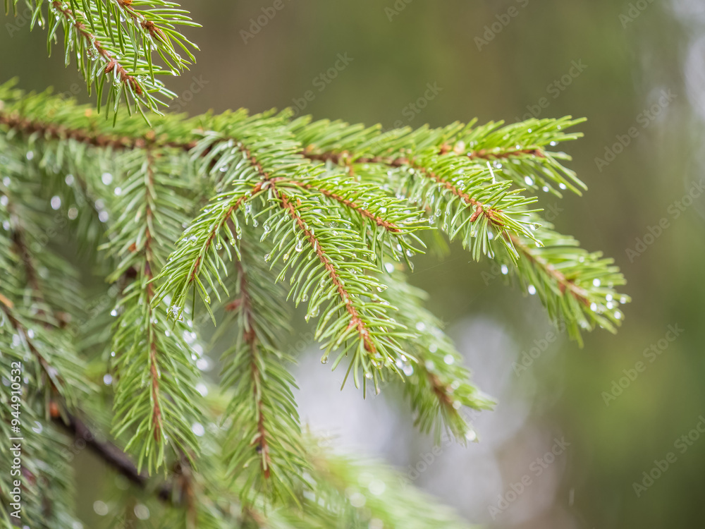 Background of green spruce branches in sunset light Background of green spruce branches in sunset light