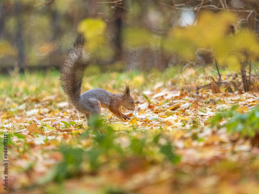Squirrel in autumn hides nuts on the green grass with fallen yellow leaves Squirrel in autumn hides nuts on the green grass with fallen yellow leaves