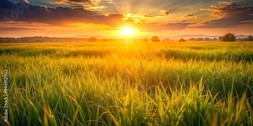 Fototapeta Naklejka Na Ścianę i Meble -  Field of grass illuminated by the warm light of a sunset , grass, field, nature, landscape, sunset, golden hour, outdoors