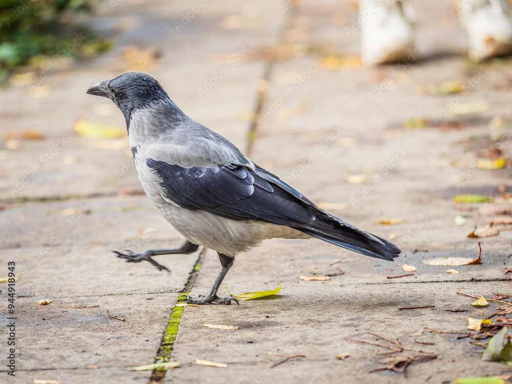 Hooded crow, corvus cornix, standing on the lawn in the spring or summer Hooded crow, corvus cornix, standing on the lawn in the spring or summer