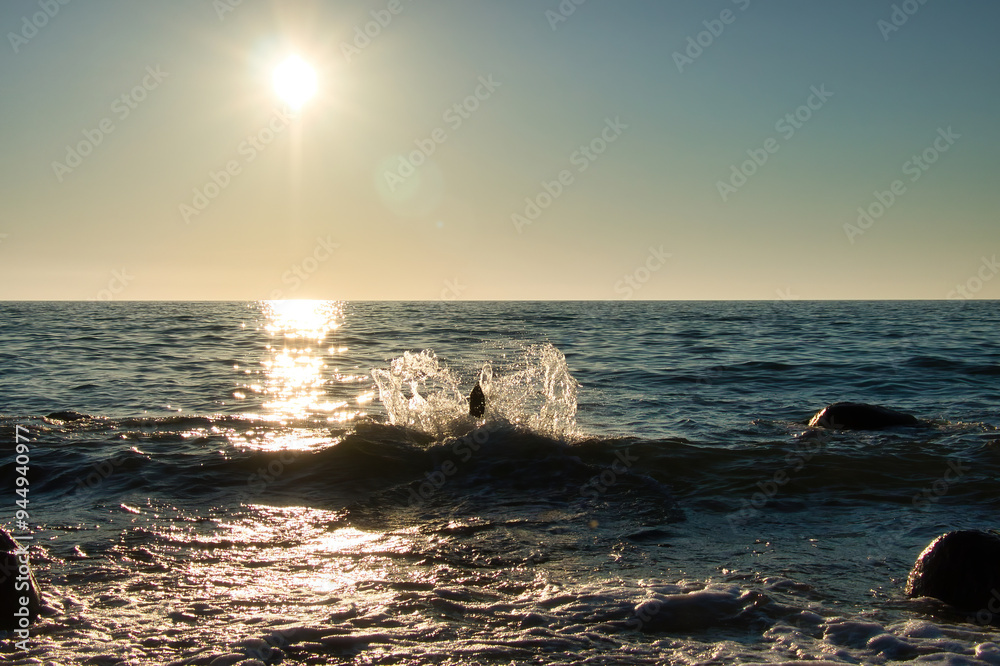 Obraz premium Dog jumps into the water on a beach in the Baltic Sea in Rerik, Germany on a spring evening with the sun shining in the sky.