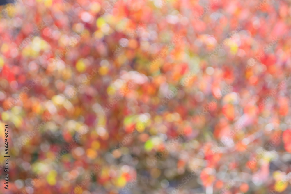 ハナミズキの紅葉のぼかし アウトフォーカス ハナミズキの紅葉のぼかし アウトフォーカス