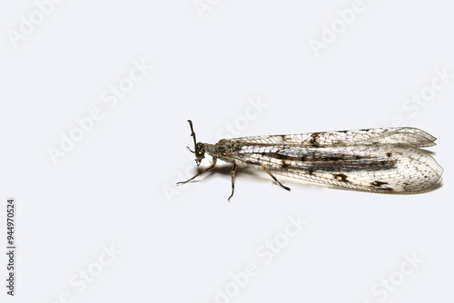 A predatory insect, an ant lion, with transparent wings, photographed in full growth on white.