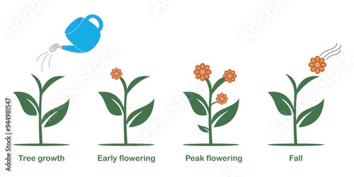 Vector illustration of plant growth or development. Growth phases of a tree. Plant changes.