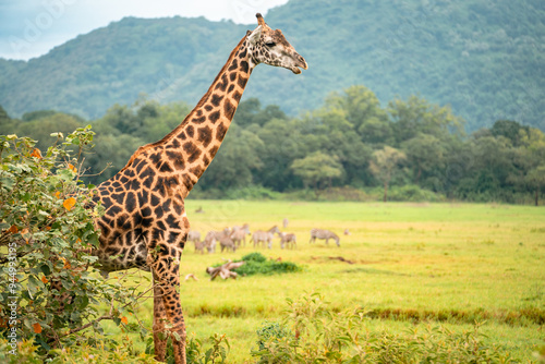 Canvas Print Giraffe Looking Out Over Arusha National Park, Tanzania