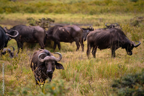 Canvas Print Buffalo in Arusha National Park, Tanzania
