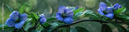 Nicandra physalodes, a notable medicinal plant from the nightshade family, is often called the apple of Peru and shoo fly plant. photo