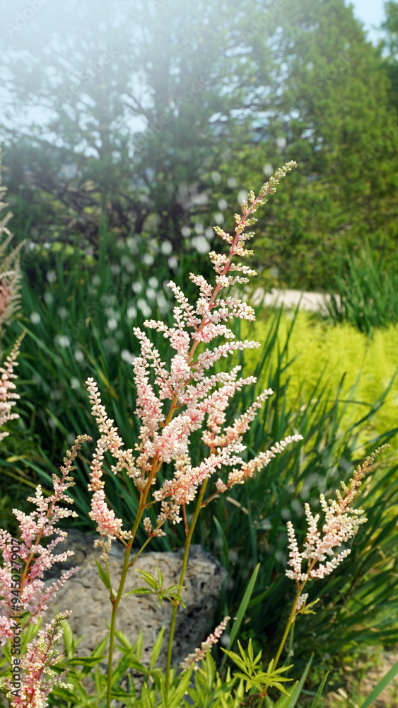 Astilbe Flowers ,Garden, Park, Pink, Blossom, Bloom, Petals, Astilbe Flowers ,Garden, Park, Pink, Blossom, Bloom, Petals,